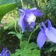 Мелкие голубые цветочки в саду название