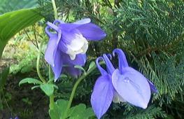 Мелкие голубые цветы. Синие цветы – фото. Растения с синими цветками, сочетания с синим цветом в саду. Агапантус, или африканская лилия