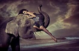 Сонник толкование снов слоны