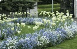 Названия растений с синими цветками: описания и фото